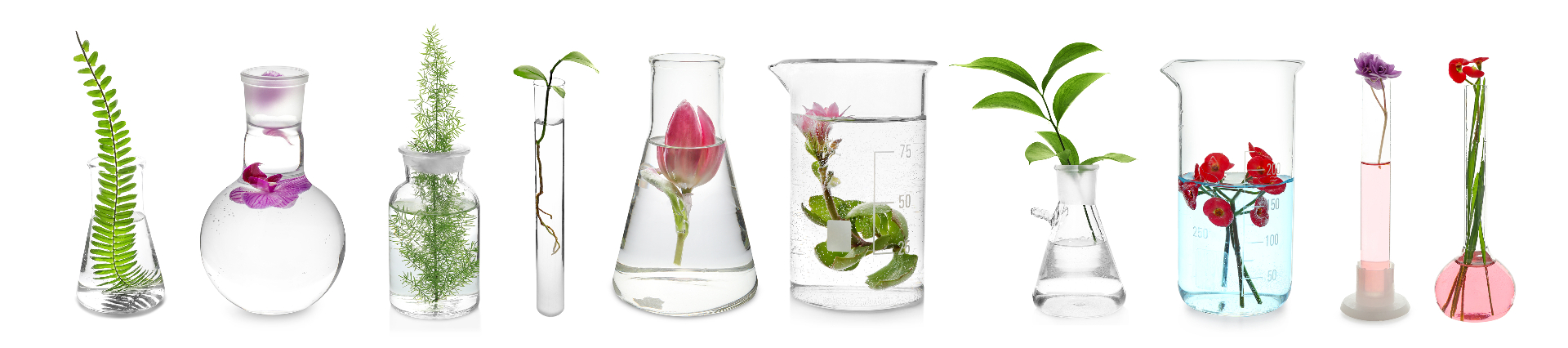Row of laboratory flasks and beakers holding plants and flowers